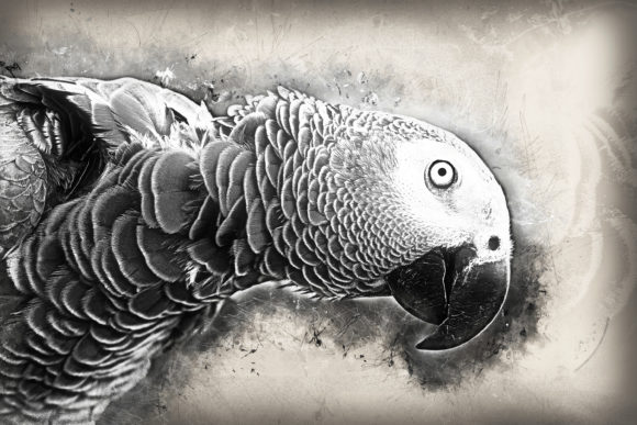 Download Grunge Style Bird Printable Graphics 12 - Graphic Collection